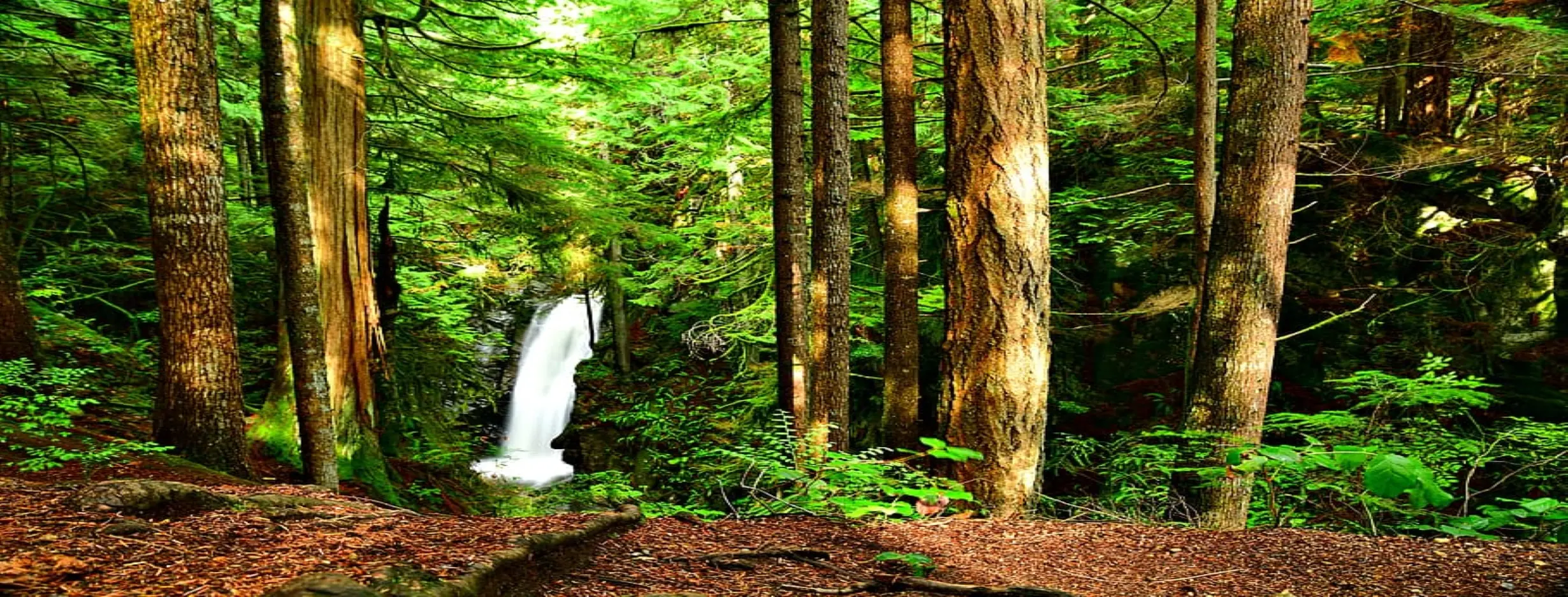 Image for Pristine Environment